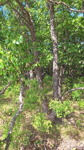 Betula davurica, photograph 5