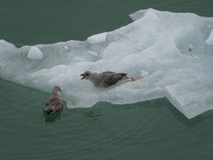 Fulmarus glacialis glacialis