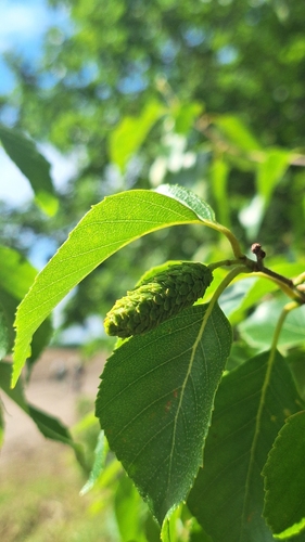 Betula davurica, photograph 6