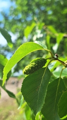 Betula davurica, photograph Violetta Dzizyurova, CC BY, iNaturalist via GBIF