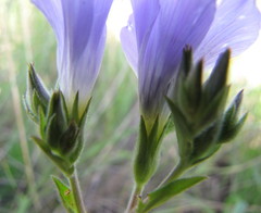 Linum hirsutum
