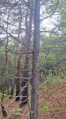 Juniperus rigida, photograph (c) Violetta Dzizyurova, some rights reserved (CC BY)