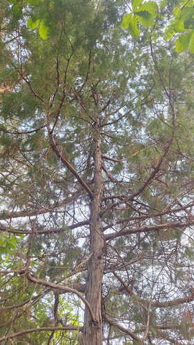 Juniperus rigida
