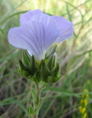 Linum hirsutum