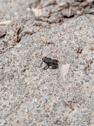 Spiny Toad