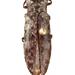 Dilobitarsus - Photo (c) Natural History Museum:  Coleoptera Section, algunos derechos reservados (CC BY)