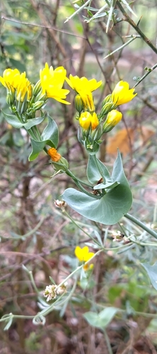 Yellow-wort