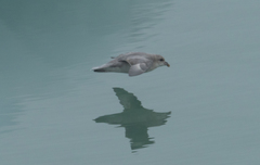 Fulmarus glacialis glacialis