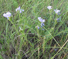 Linum hirsutum