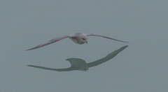 Fulmarus glacialis glacialis