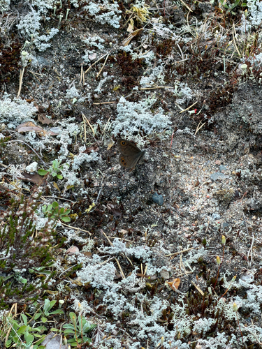 Northern Wall Brown