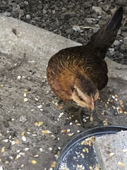 Gallus gallus domesticus