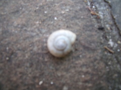 Helix pomatia