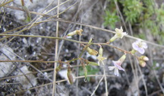 Astragalus austriacus