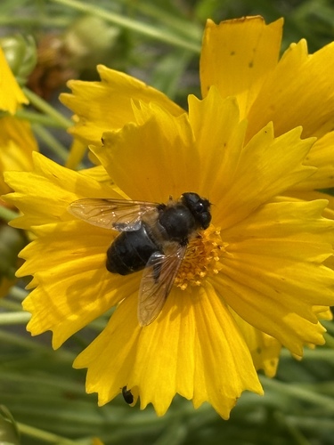 Common Drone Fly