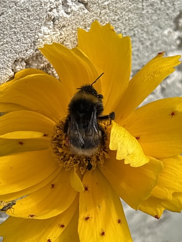 British Buff-tailed Bumblebee