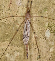 Tipula longiventris
