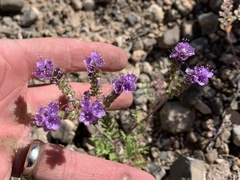 Phacelia popei