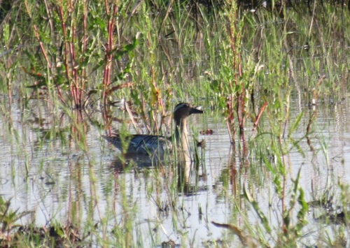 iNaturalist image