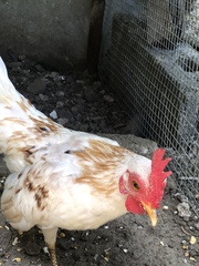 Gallus gallus domesticus