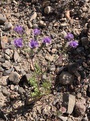 Phacelia popei