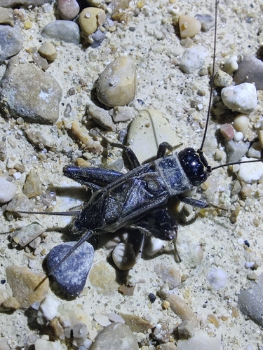 Eumodicogryllus bordigalensis