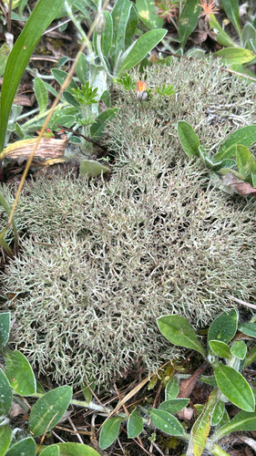Cladonia rangiformis