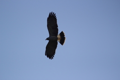 Rostrhamus sociabilis