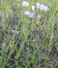 Linum hirsutum