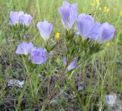 Linum hirsutum