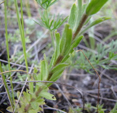 Linum hirsutum