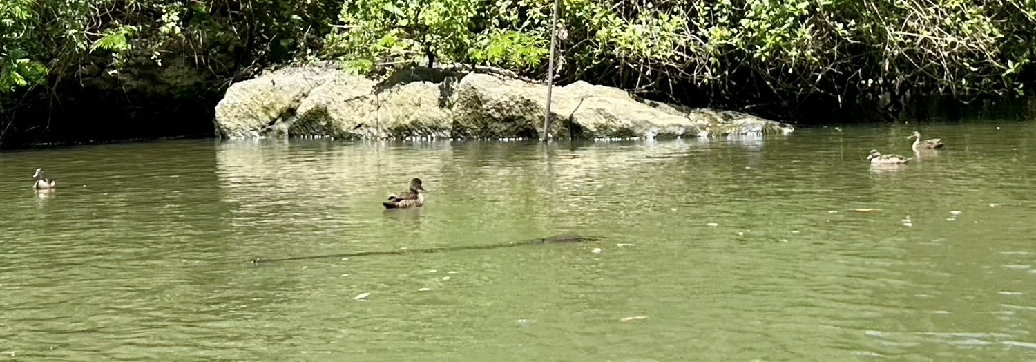 Sunda Teal (Anas gibberifrons), photo 6