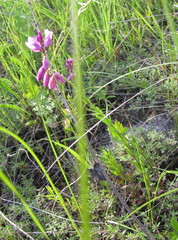 Polygala cretacea