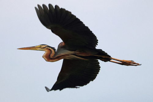 iNaturalist image