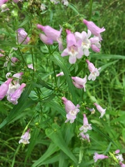 Penstemon tenuis