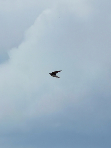 Bank Swallow