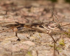 Tipula hermannia
