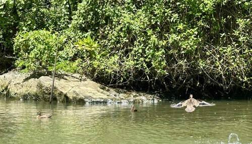 Sunda Teal (Anas gibberifrons), photo 3