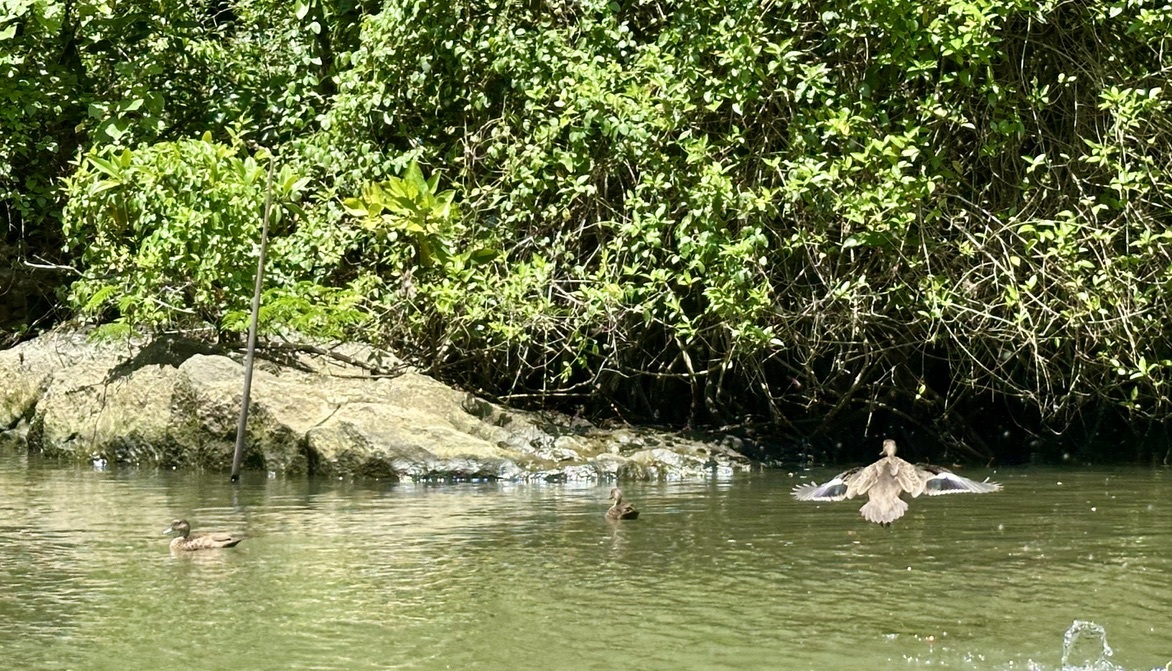 Sunda Teal (Anas gibberifrons), photo 7