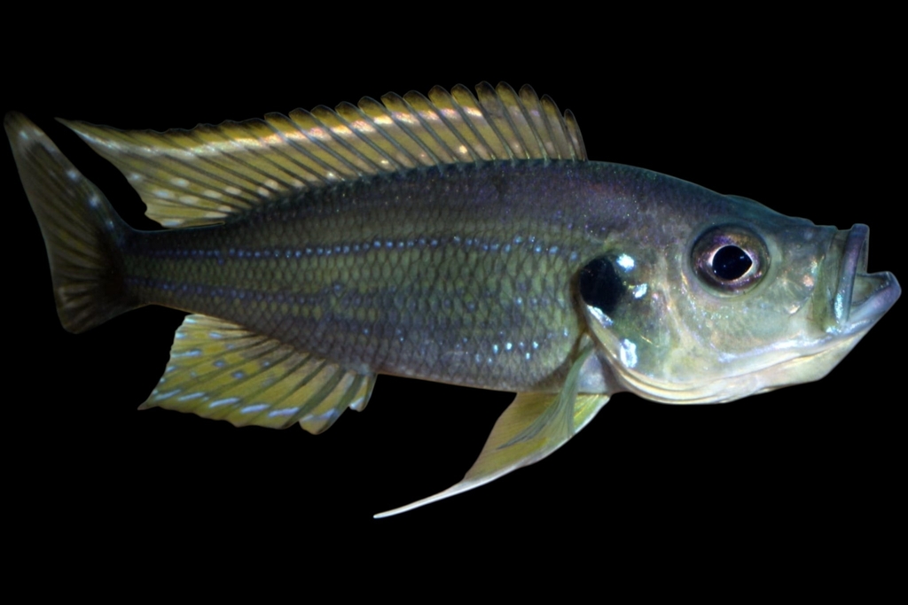 Bellcross's cichlid (Greenwoodochromis bellcrossi) — Cichlidae