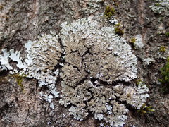 Physconia enteroxantha