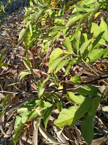 Brazilian Nightshade