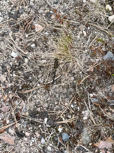 Small Whiteface