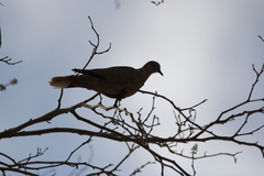 Streptopelia decaocto