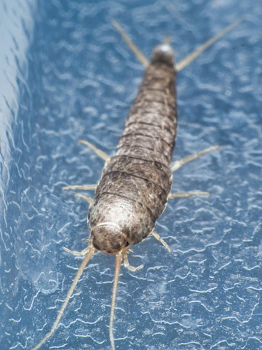 Common Silverfish, photo 3 of 10
