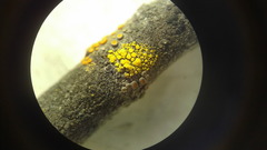 Candelariella lutella