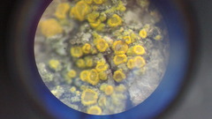 Candelariella xanthostigma