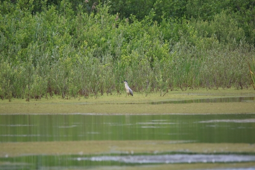 Black-crowned Night Heron