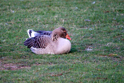 iNaturalist image