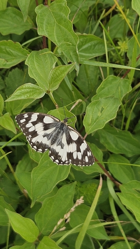 Marbled White